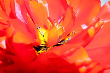 Güzel yeşil bir zemin üzerinde kırmızı lale