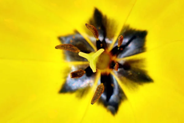 Tulipano giallo aperto sotto il sole — Foto Stock