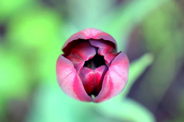 Tulipano marrone su un bellissimo sfondo verde — Foto Stock