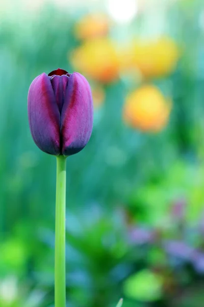 Kastanienbraune Tulpe auf schönem grünen Hintergrund — Stockfoto