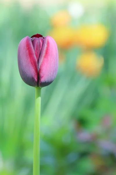 Kastanienbraune Tulpe auf schönem grünen Hintergrund — Stockfoto