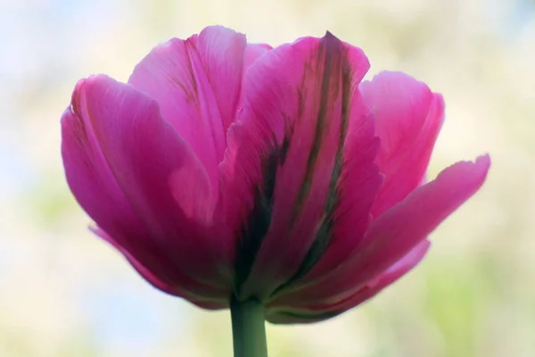 Rosa Tulpe auf schönem grünen Hintergrund — Stockfoto