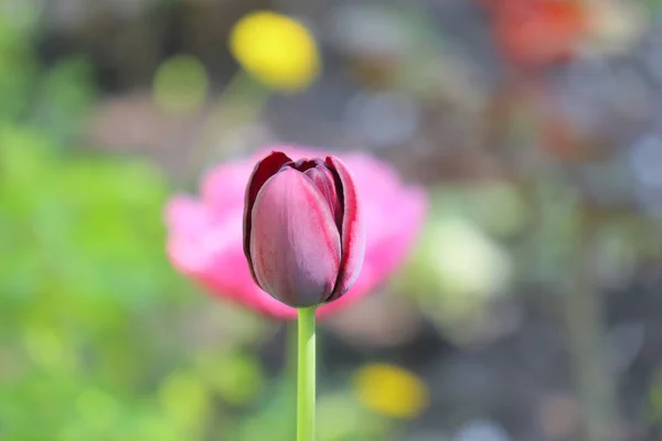 Kastanienbraune Tulpe auf schönem grünen Hintergrund — Stockfoto