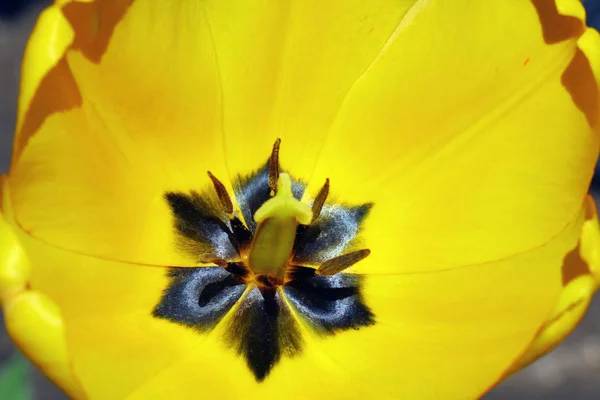 Tulipa amarela aberta sob o fundo do sol — Fotografia de Stock