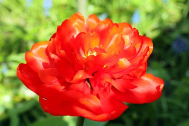 Güzel yeşil bir zemin üzerinde kırmızı lale