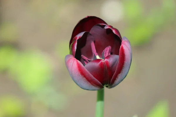 Gesztenyebarna tulipán egy gyönyörű zöld háttér — Stock Fotó