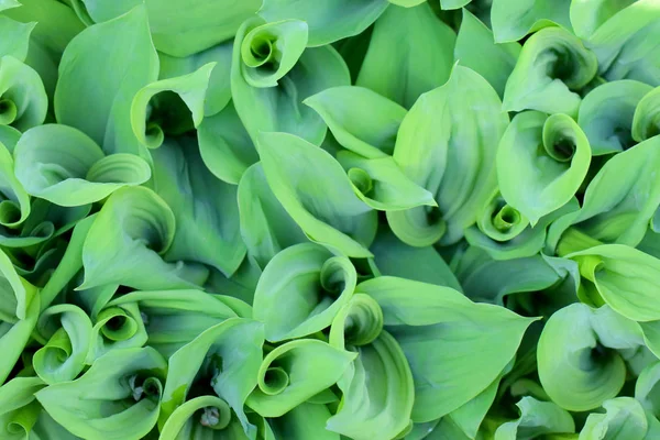 Veel groene lelies van de vallei in de bloem bed. Onrijpe bloemen. Textuur — Stockfoto