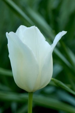 Güzel yeşil bir arka planda beyaz lale