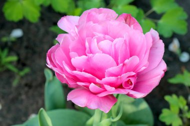 güzel bir yeşil arka planda Pembe lale