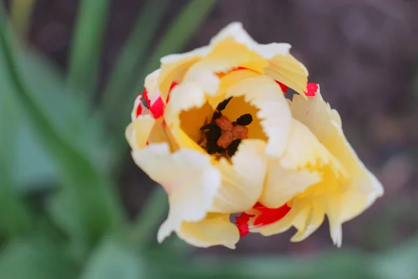 Tulipa branco-vermelho em um belo fundo verde — Fotografia de Stock