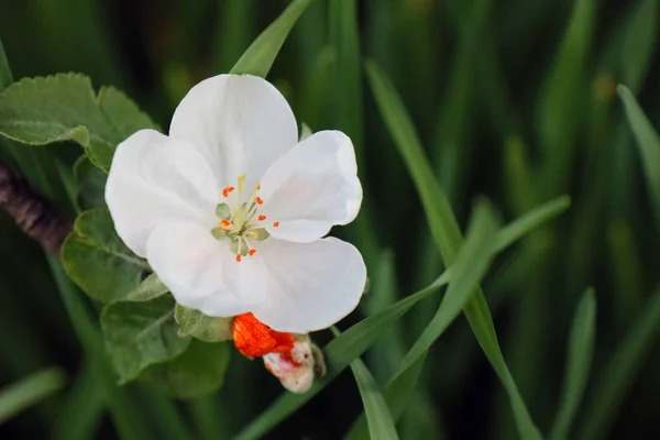 満開のカニのりんごの木。すべての枝は、芽と新鮮な白とピンクの花で散らばっています。春の喜びと美しさ. — ストック写真