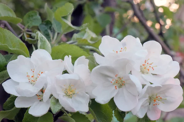 Jabłoń Krab w pełnym rozkwicie. Wszystkie gałęzie są strewed z pąków i świeżych białych i różowych kwiatów. Radość i piękno sezonu wiosennego. — Zdjęcie stockowe
