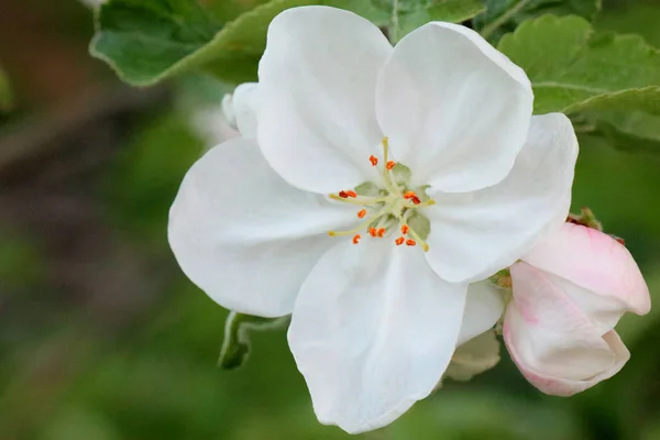 満開のカニのりんごの木。すべての枝は、芽と新鮮な白とピンクの花で散らばっています。春の喜びと美しさ. — ストック写真