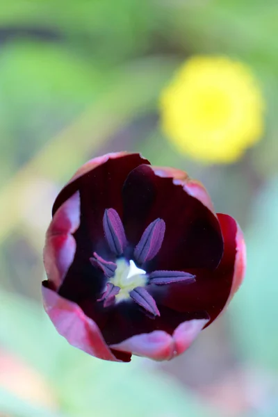 Tulipano marrone su un bellissimo sfondo verde — Foto Stock
