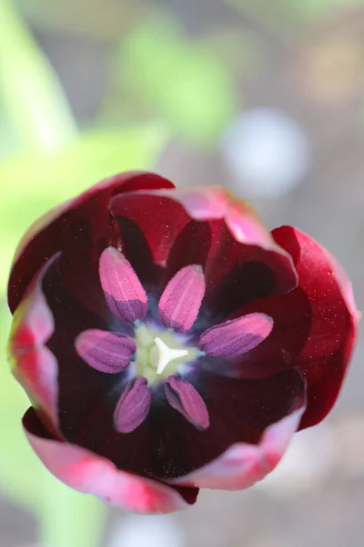 Bordowy tulipan na pięknym zielonym tle — Zdjęcie stockowe