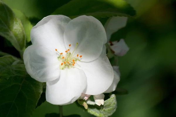 Krabben-Apfelbaum in voller Blüte alle Zweige sind mit Knospen und frischen weißen und rosa Blüten übersät. Freude und Schönheit des Frühlings. — Stockfoto