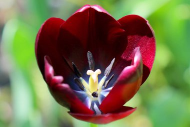 güzel bir yeşil arka planda Maroon lale