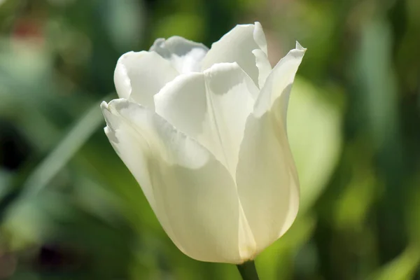 Tulipán blanco sobre un hermoso fondo verde — Foto de Stock