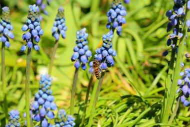 Çiçekler Keukenhof bahçesinde güzel arka plan çiçek