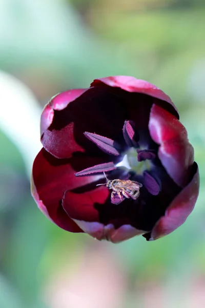 Kastanienbraune Tulpe auf schönem grünen Hintergrund — Stockfoto