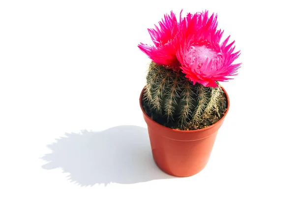 Bloeiende cactus op een gekleurde achtergrond patroon bovenaanzicht — Stockfoto