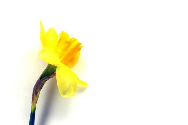 Narciso amarillo sobre un fondo liso aislado —  Fotos de Stock