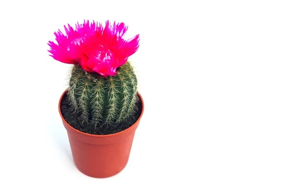 Kaktüs, üst görüntü deseninde sert bir gölgeyle çiçek açıyor.