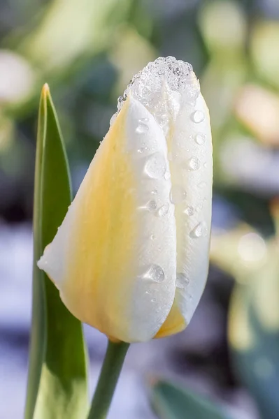 Gelbe Tulpe mit Schnee als Hintergrund bedeckt — Stockfoto