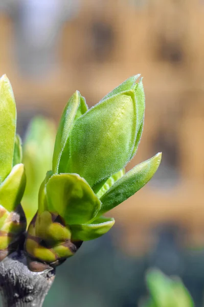 Hojas jóvenes sobre ramas de árboles como fondo —  Fotos de Stock