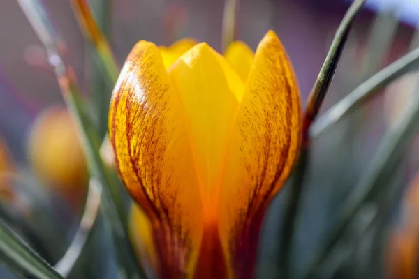Yellow Crocus flower on a beautiful background — Stock Photo, Image