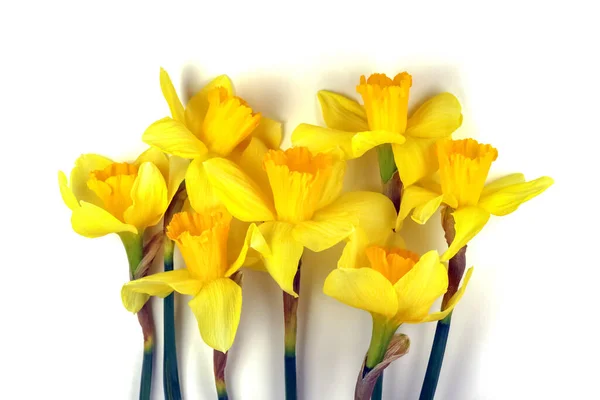 Narciso giallo su fondo liscio isolato — Foto Stock