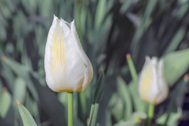 Makronun arka planında bir lale Bud 'ı