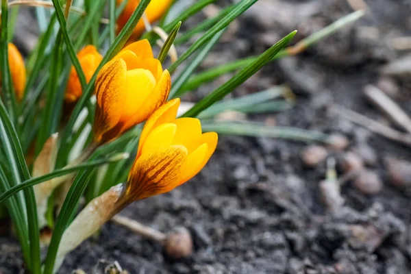 Żółty Crocus kwiat na pięknym tle — Zdjęcie stockowe
