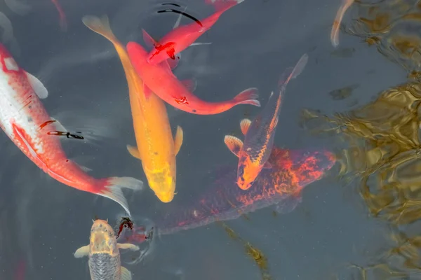 Carpa cinese koi pesci colorati nuotare nell'acqua vista dall'alto di tutta la cornice — Foto Stock