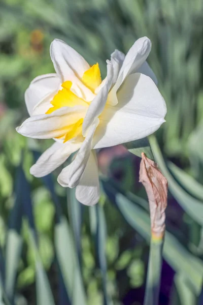 Gele narcis op een effen achtergrond isoleren — Stockfoto