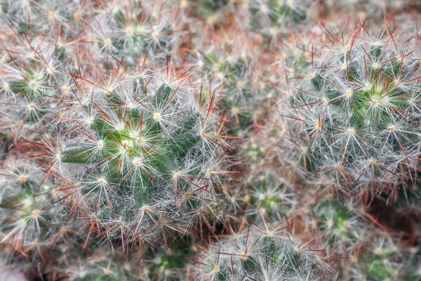 Kaktus närbild på hela ramen som bakgrund — Stockfoto
