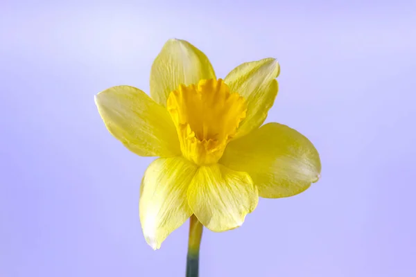 Narciso giallo su fondo liscio isolato — Foto Stock