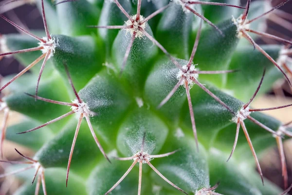 Kaktus in Nahaufnahme auf dem gesamten Rahmen als Hintergrund — Stockfoto