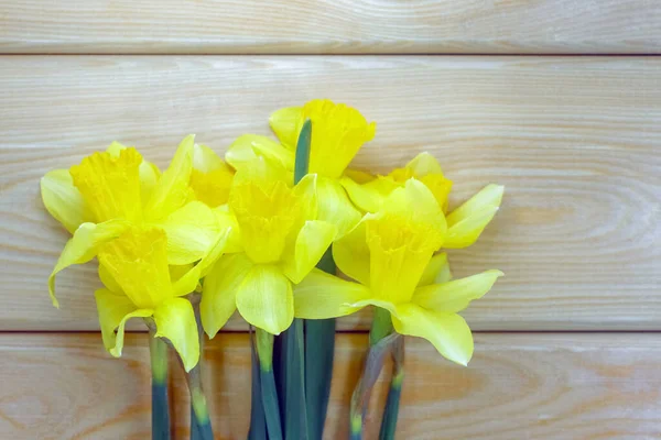 Narciso giallo su fondo liscio isolato — Foto Stock