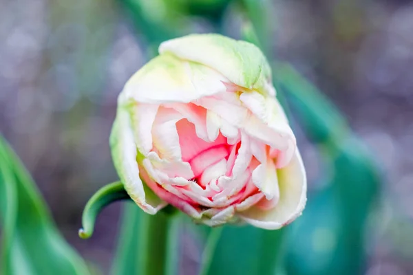 Brote de un tulipán sobre un hermoso fondo de macro — Foto de Stock