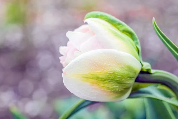 Brote de un tulipán sobre un hermoso fondo de macro — Foto de Stock