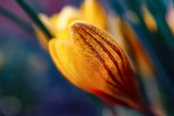Fiore di croco giallo su uno sfondo bellissimo — Foto Stock
