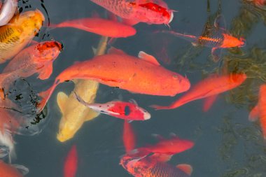 Sazan Çin koi balığı rengarenk balıklar tüm çerçevenin en üst görüntüsünde yüzerler. 