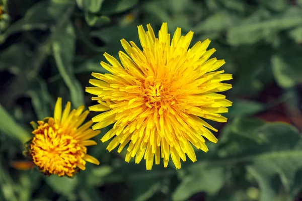 Yellow dandelion flower close up macro photo — Stock Photo, Image