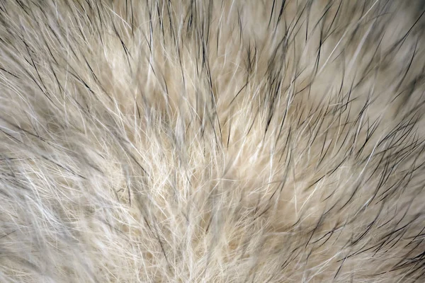 Piel de lana de animales macro como fondo — Foto de Stock