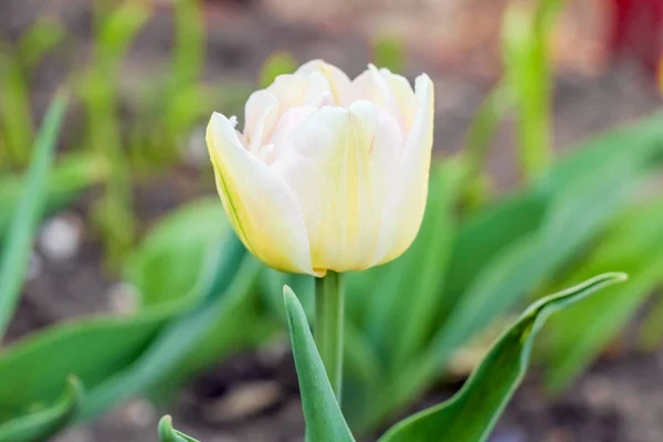 Brote de un tulipán sobre un hermoso fondo de macro — Foto de Stock