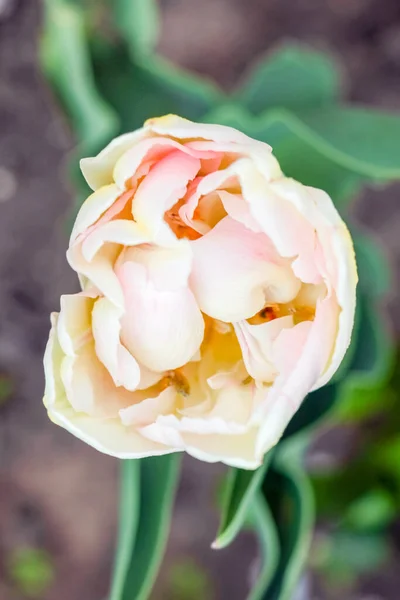 Brote de un tulipán sobre un hermoso fondo de macro — Foto de Stock