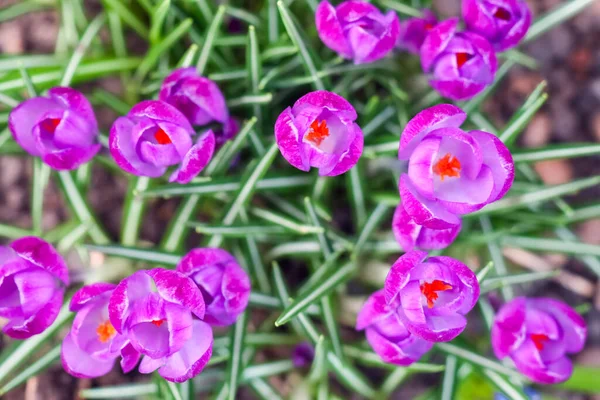 Purple crocuses on a beautiful background macro — Stock Photo, Image