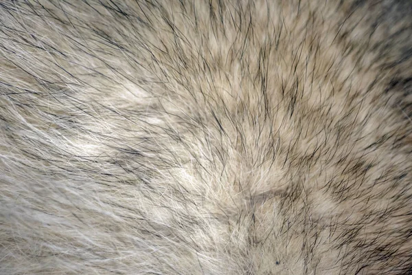 Pelliccia di lana di animali macro come sfondo — Foto Stock