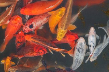 Sazan Çin koi balığı rengarenk balıklar tüm çerçevenin en üst görüntüsünde yüzerler. 